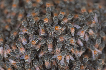 Bee building nest and honeycomb on rusty steel grille