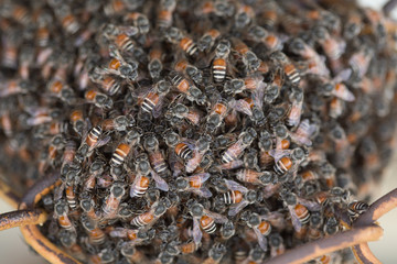 Bee building nest and honeycomb on rusty steel grille