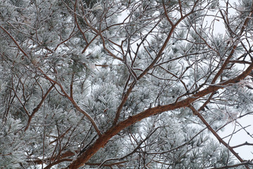 Nature background. Landscape of the winter forest.