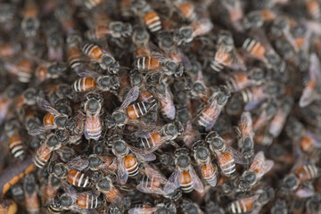 Bee building nest and honeycomb on rusty steel grille