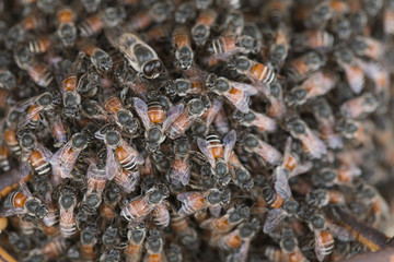 Bee building nest and honeycomb on rusty steel grille