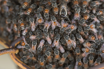 Bee building nest and honeycomb on rusty steel grille