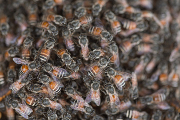 Bee building nest and honeycomb on rusty steel grille