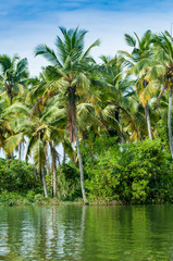 Grüne Palmen am Wasser