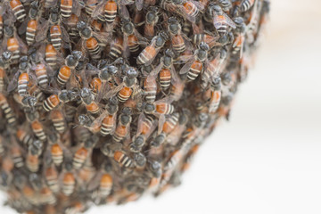 Bee building nest and honeycomb on rusty steel grille