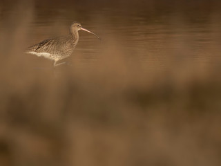 Curlew, Numenius, wading along a river with low bright winter sunshine on a winters day in scotland.
