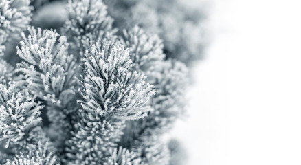 Fir tree or pine branches in the snow covered with snow.