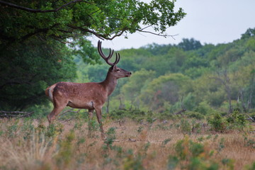 Naklejka na ściany i meble Red deer on the edge of the forest