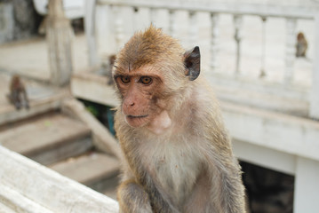 Naklejka premium Little baby monkey in thailand