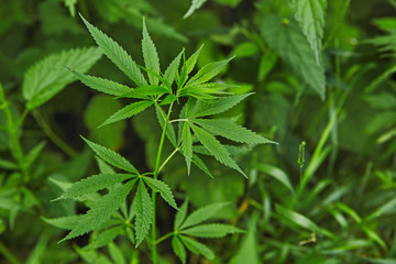 Green fresh marijuana leaves pattern