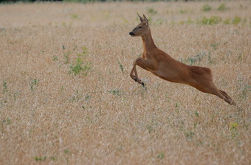 Jump ROE deer