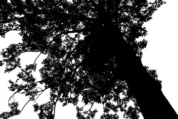 tree silhouettes beautiful on white background