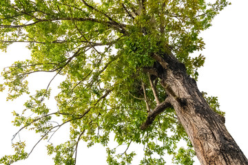 tree and leaf beautiful on white background