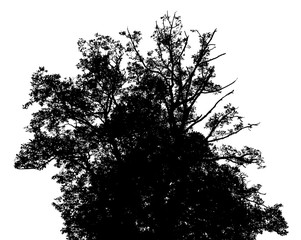 tree silhouettes beautiful on white background