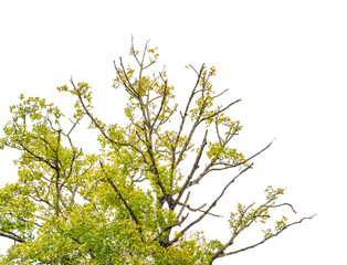 tree and leaf beautiful on white background