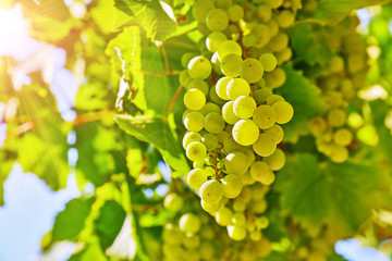 Vineyard with white grape cluster growing harvest for wine
