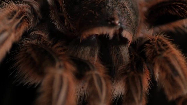 hairy, large spider molt, Grammostola Rosea rotating, extreme macro, close