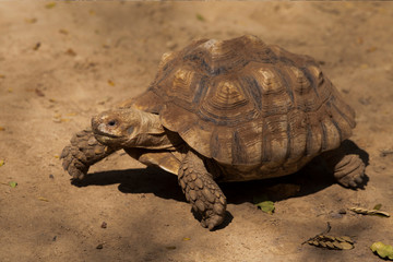 Galapagos tortoise.walking relax, on soil.