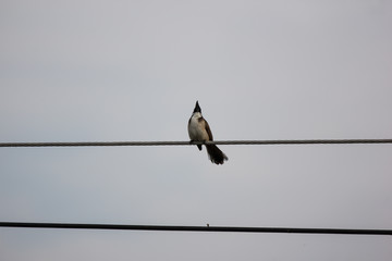 Small  bird on electricity line