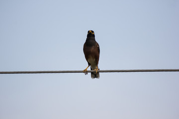 Small  bird on electricity line
