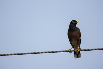 Small  bird on electricity line