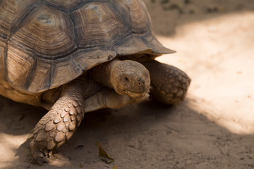 Galapagos tortoise.walking relax, on soil.