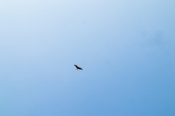 bird flying in the blue sky