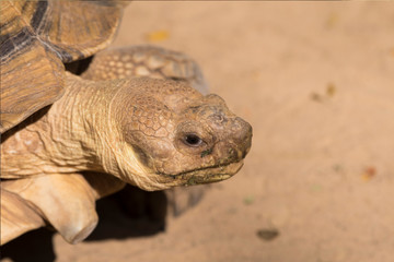 Obraz premium Galapagos tortoise.walking relax, on soil.