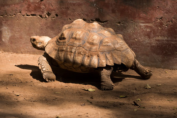 Galapagos tortoise.walking relax, on soil.