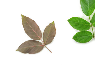 Rose leaves on a white background