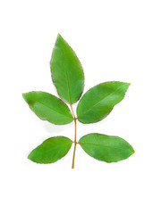 Rose leaves on a white background