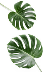 Tropische Blätter Monstera auf weißem Hintergrund. Flache Lage, Ansicht von oben