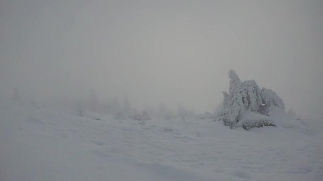 Snow covered pine trees in foggy winter weather time lapse, Brocken mountain 