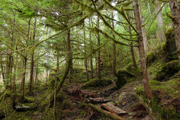 Picturesque view of the fairy tale forest overgrown with vibrant green moss.