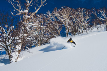Extreme pro skier shredding the deep powder snow in the sunny Japanese mountains - obrazy, fototapety, plakaty