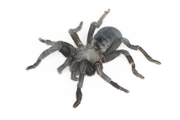 Close up of Chilean Rose Tarantula , Grammostola rosea