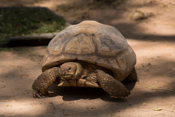 Galapagos tortoise.walking relax, on soil.