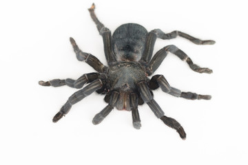 Close up of Chilean Rose Tarantula , Grammostola rosea