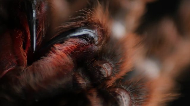 hairy, large spider mandibles, chelicerae, chelicera, Grammostola Rosea rotating, extreme macro, close