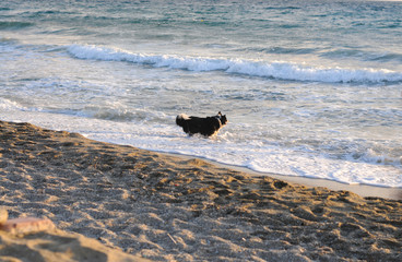 Dog by the sea. Sunset. Evening