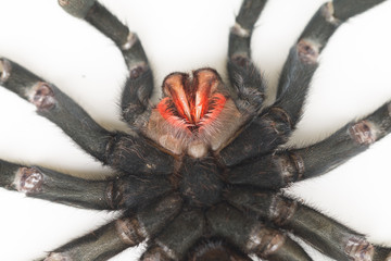 Close up of Chilean Rose Tarantula , Grammostola rosea