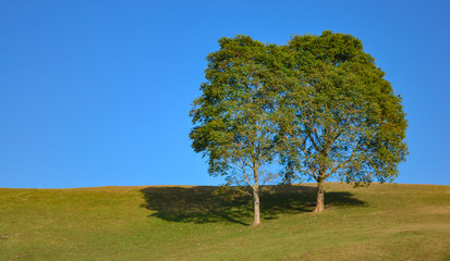 Two trees on sward and Sky Blue background