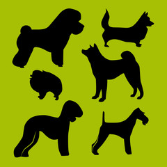 Set of different vector illustrations of silhouettes pets for design use. The monochrome dog breeds: pomeranian, fox terrier, corgi welsh pembroke, Terrier, Akita