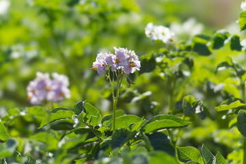 Violet flowers of potatoes in a potato field during the growing season.