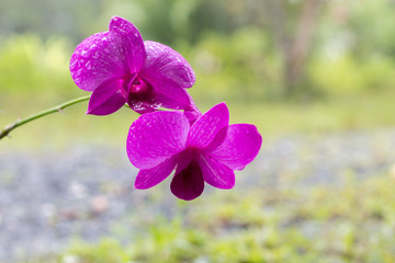 Pink Orchid flower in the garden,  Phalaenopsis or Moth dendrobium Orchid flower 
