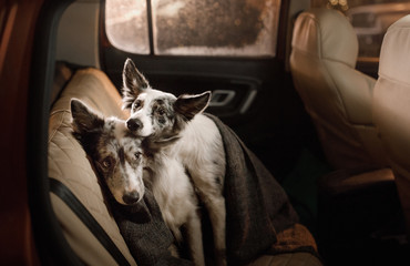 two dogs sitting together in the car under a blanket. Travel with Pets. Love dogs