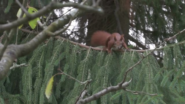 A squirrel is in a fir and jumps from there to another tree. Concept: animals