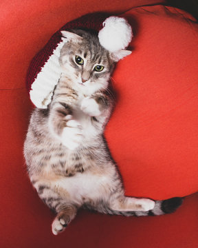 Funny young cat playfully lies head on a New Year's cap, on a red chair. Close-up.