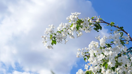 white flowers of a tree in spring