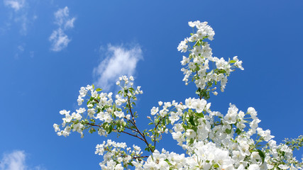 white flowers of cherry tree in spring